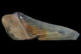 Fossil Megalodon Tooth Paper Weight #70523-1